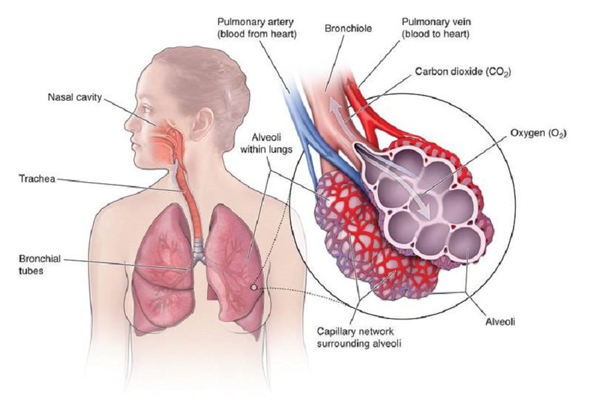 Alveoli structure where gas exchange occurs