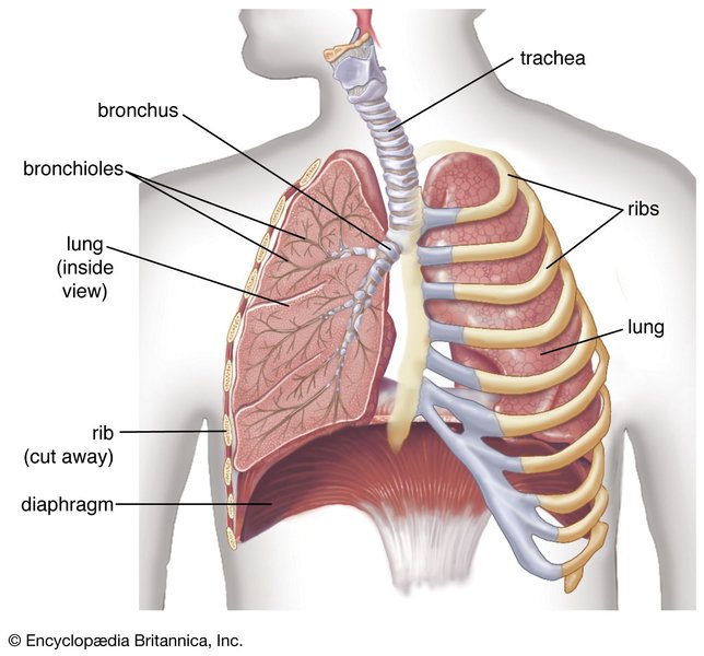 why-humans-breathe-oxygen-exchange-function-7lqyb0ij