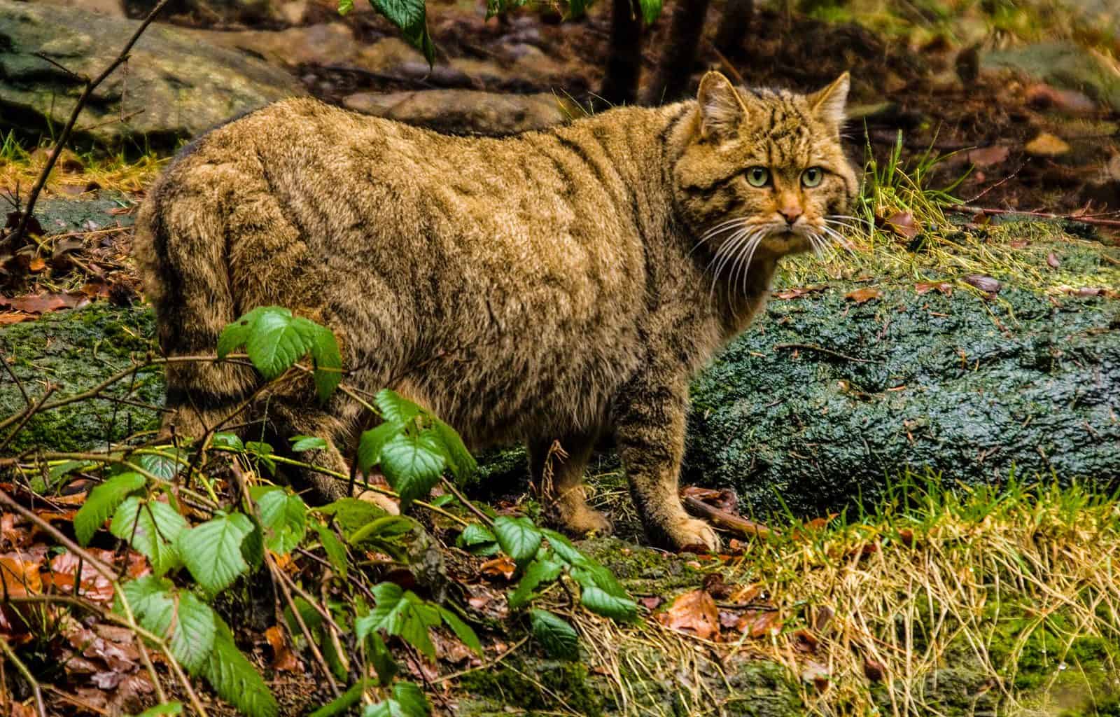 wild cat natural forest scenery