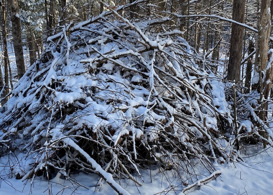 frozen swamp woodpile decay