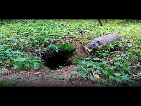 woodchuck digging burrows outdoors