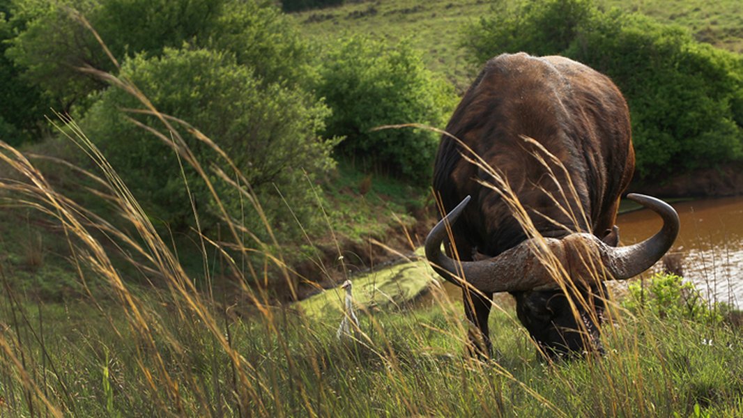 worlds-most-dangerous-animals-4dvtia2l