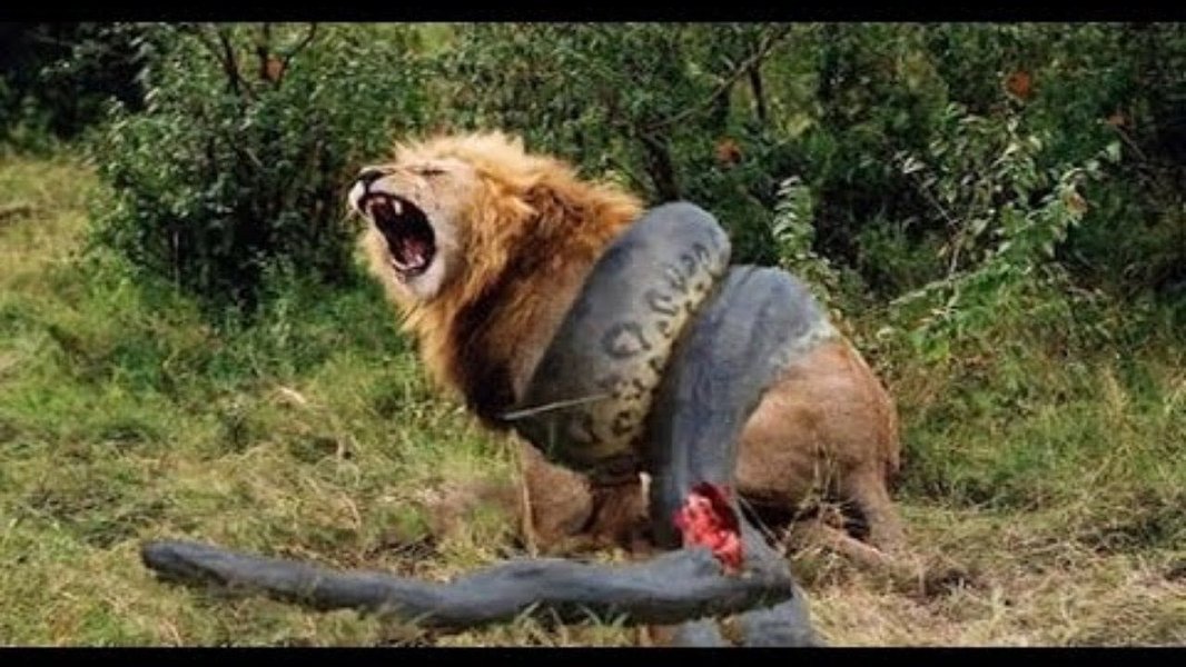 worlds-most-dangerous-animals-ranked-2rvm7mqo