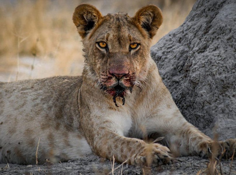 worlds-most-dangerous-animals-yg30awui