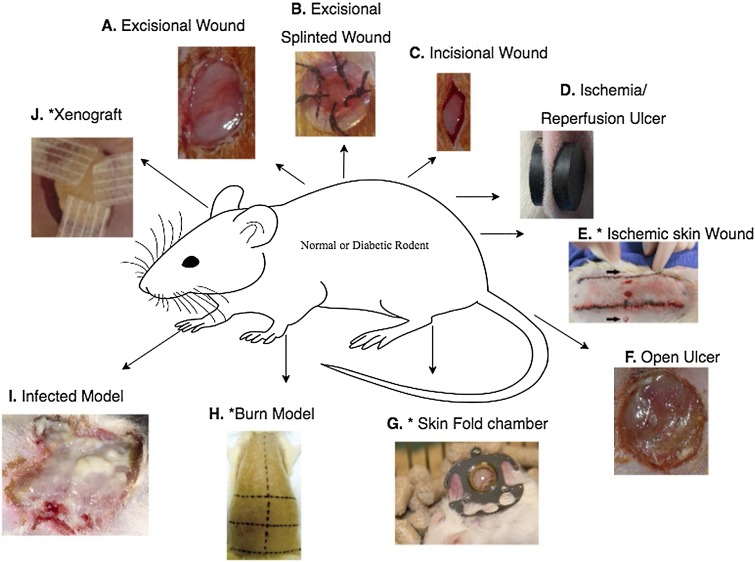 wound healing laboratory tools and animal model setup