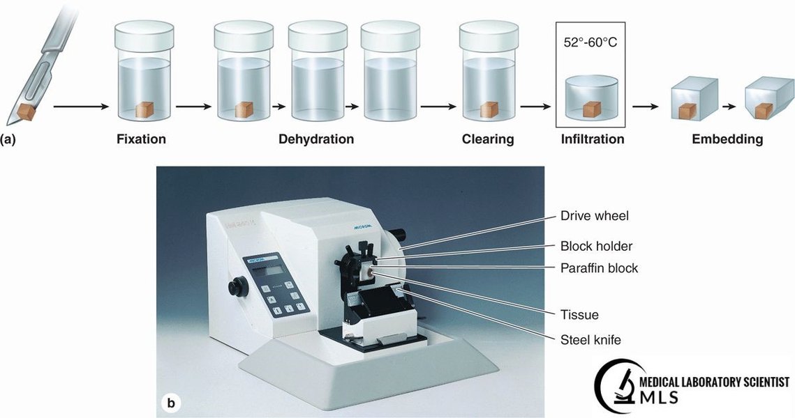 xylene-alternatives-slide-staining-w8m0nm8k