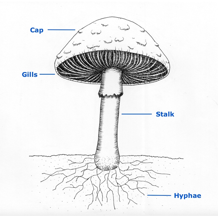 fungus terms diagram
