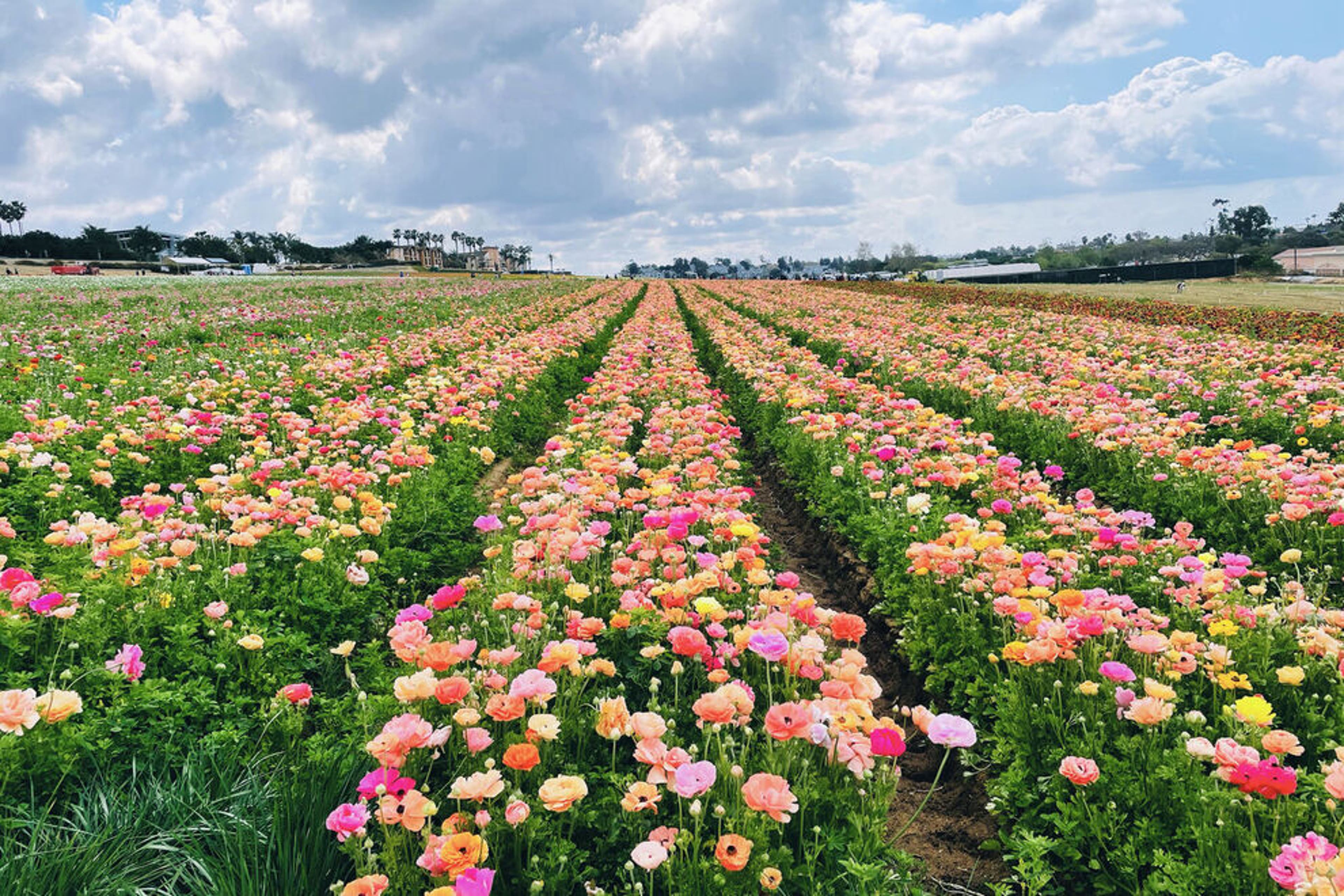 golden spring flowers landscape
