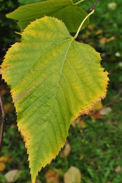 Premium Photo | Linden leaf, close-up. Yellowing edges of a linden leaf ...