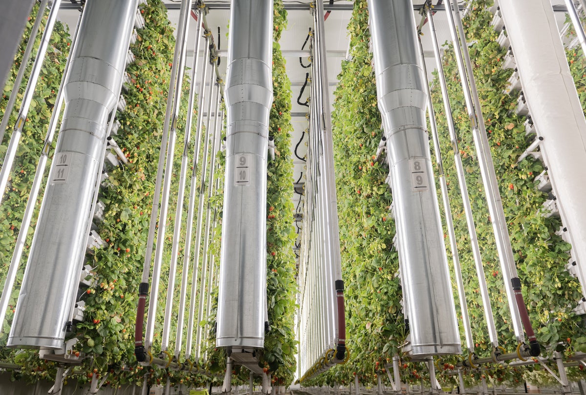 vertical farm insect production facility