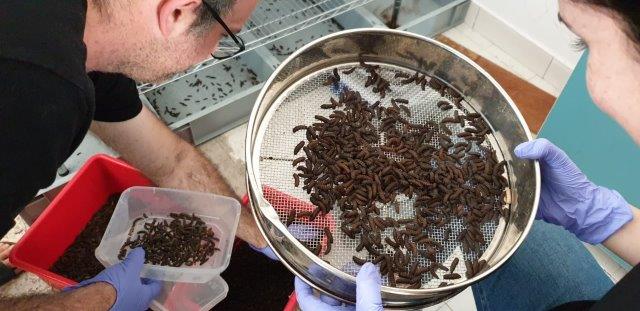 insect farm technology sustainable agriculture