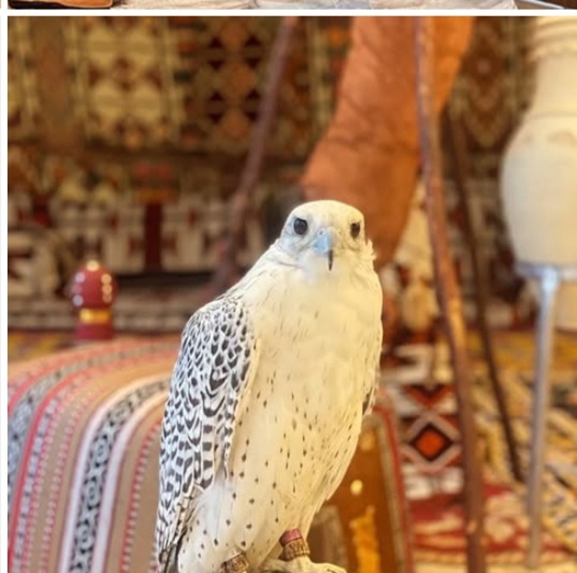 صورة المنتج