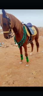 صورة 1 من 1