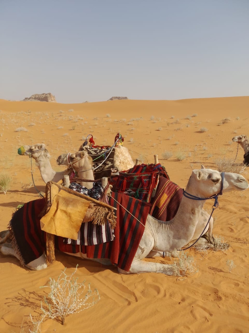 صورة المنتج