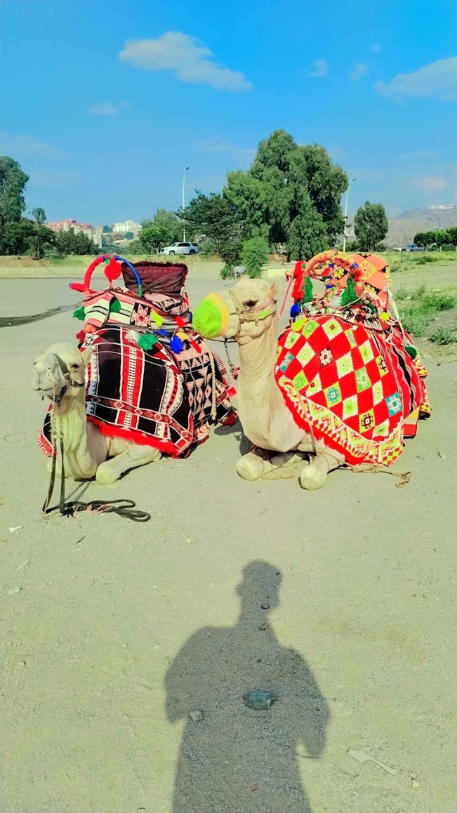 صورة المنتج