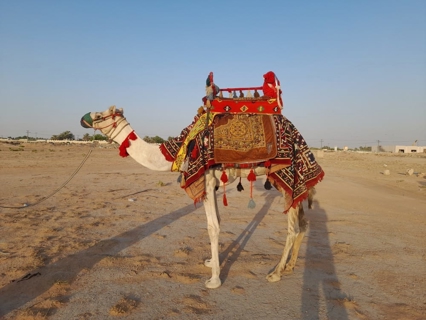 صورة 1 من 1
