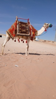 صورة 1 من 1