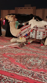 صورة 2 من 2