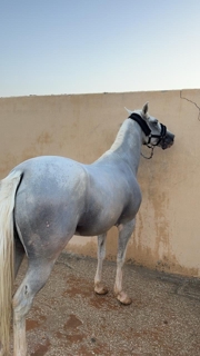 صورة 1 من 1