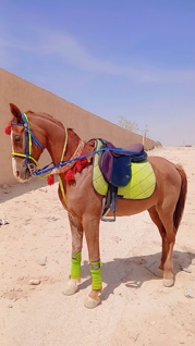 صورة 1 من 1