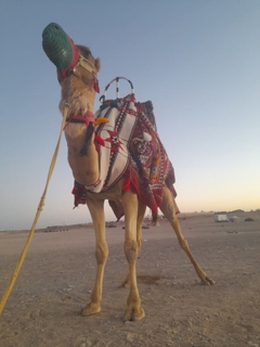 صورة 1 من 1
