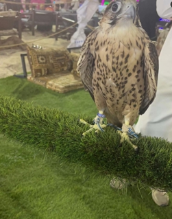 صورة 1 من 1