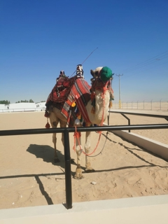 صورة 1 من 1