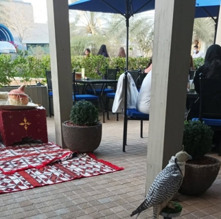 صورة 1 من 1