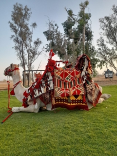 صورة 1 من 1