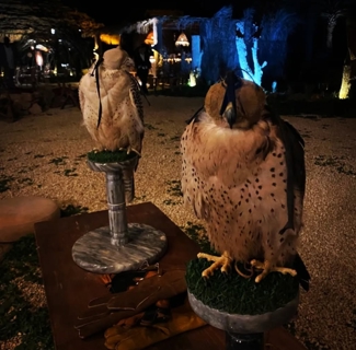 صورة 1 من 1