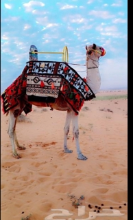 صورة 2 من 2