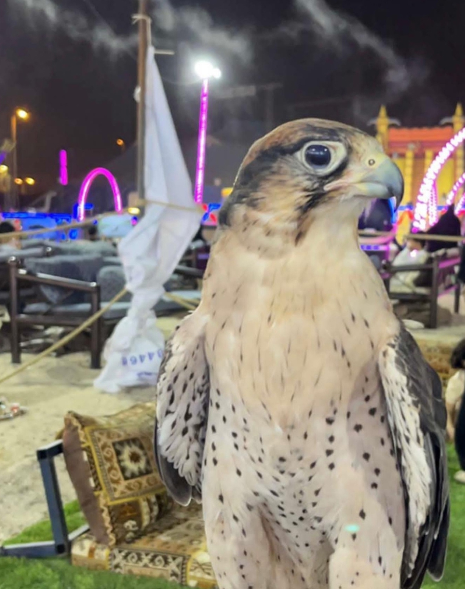 صورة المنتج