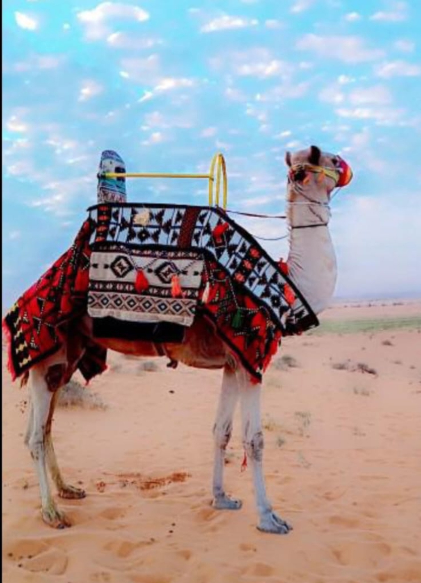صورة المنتج