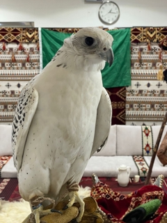 صورة 1 من 1