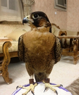 صورة 1 من 1