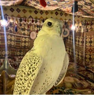صورة 1 من 1