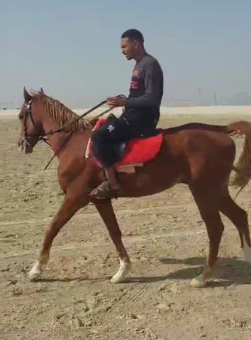 صورة المنتج
