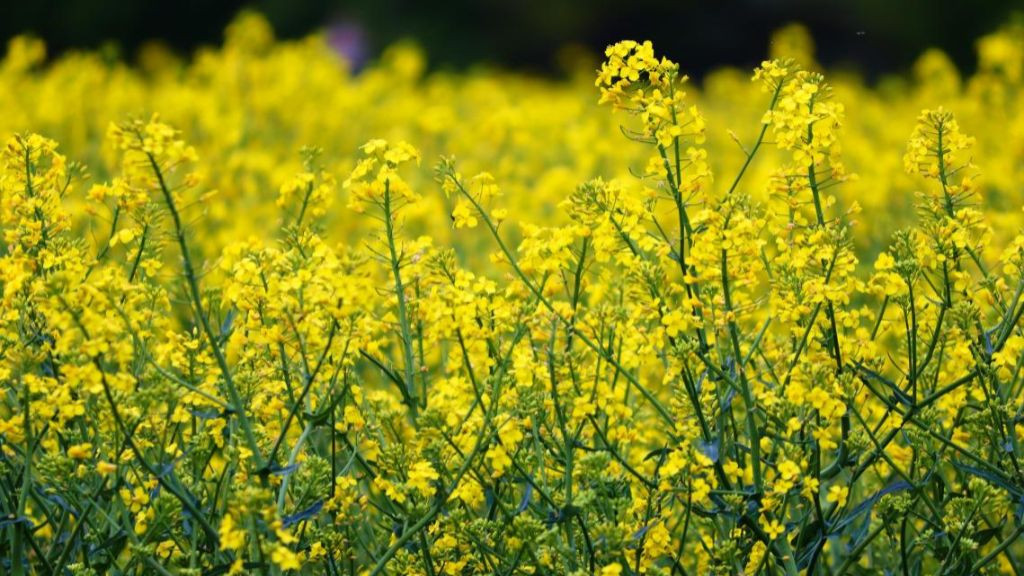 Pole emploi - offre emploi Ouvrier agricole et viticole (H/F) - Oucques