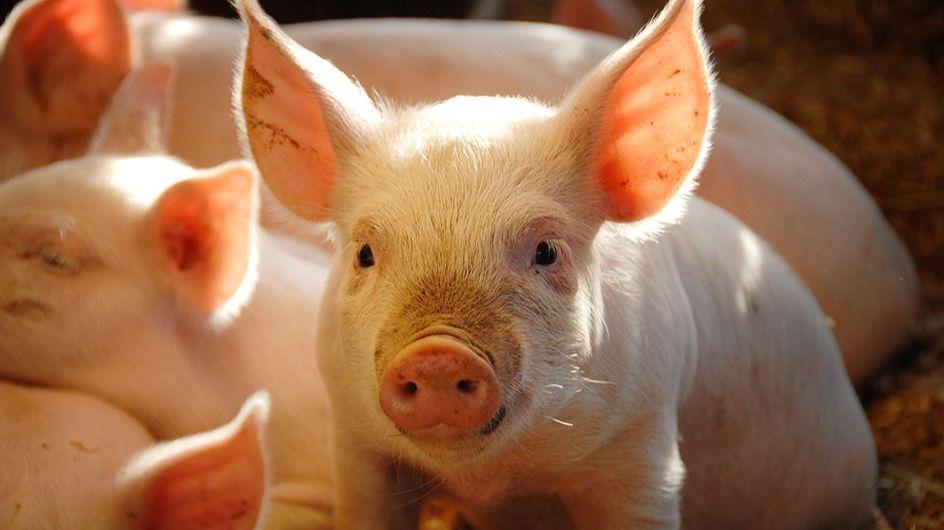 Pole emploi - offre emploi Chef d'équipe (H/F) - Chateau Gontier Sur Mayenne