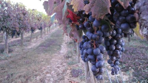 Pole emploi - offre emploi Ouvrier viticole (H/F) - DRAGUIGNAN