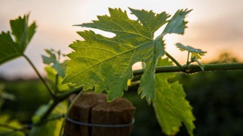 Pole emploi - offre emploi Ouvrier viticole recherché (H/F) - Martillac