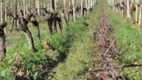 Pole emploi - offre emploi Ouvrier viticole recherché (H/F) - LIBOURNE