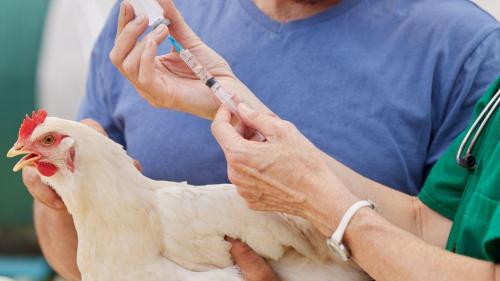 Pole emploi - offre emploi Ouvrier avicole (H/F) - LANVOLLON