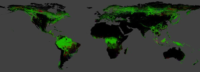 Global Forest Change