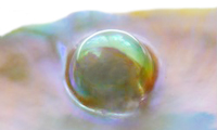 マベ真珠（半形真珠）の写真