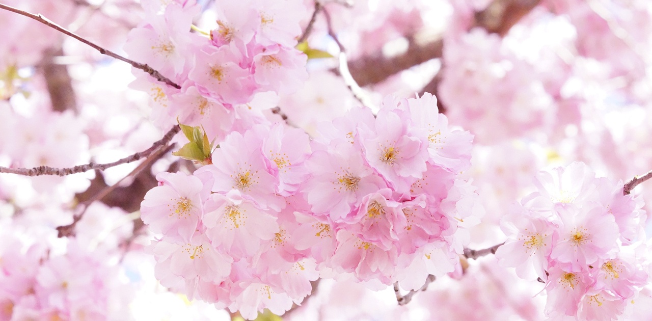 桜の写真