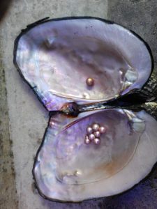 真珠貝と淡水真珠