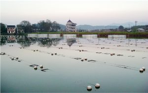 浙江省山下湖の真珠養殖場