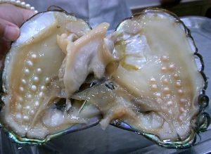 真珠がいっぱい入った淡水真珠貝