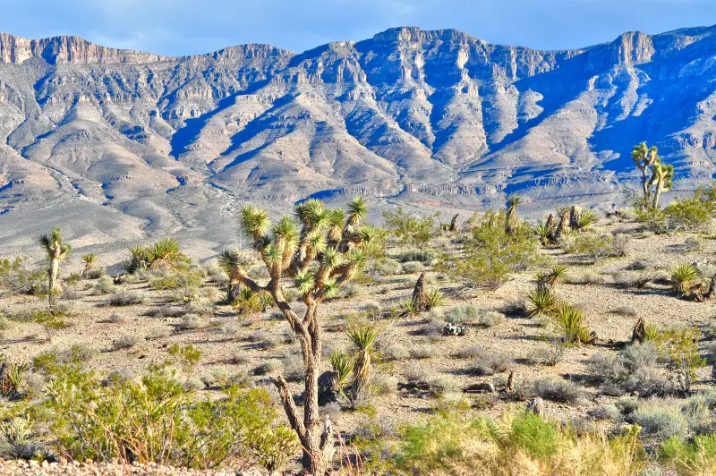 Lake Mead Ranchos